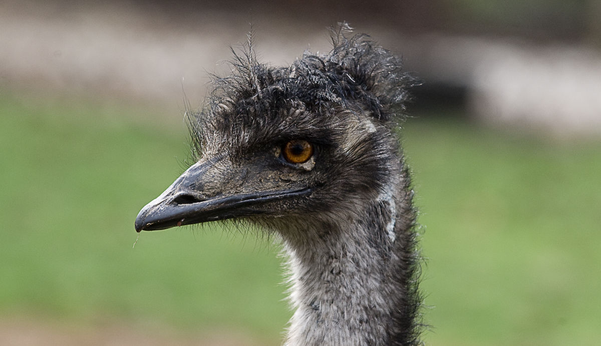 Ernie the emu